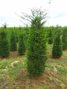 Taxus baccata 175-200 cm draadkluit - afbeelding 13