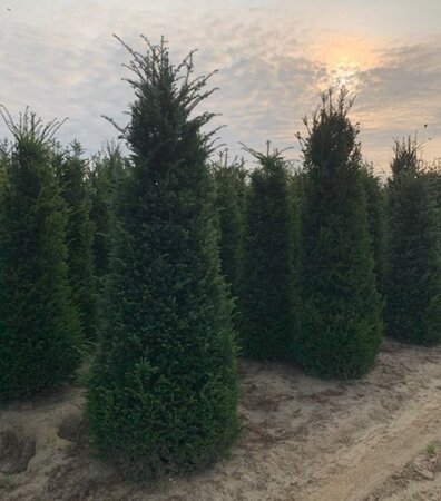 Taxus baccata 175-200 cm draadkluit - afbeelding 6