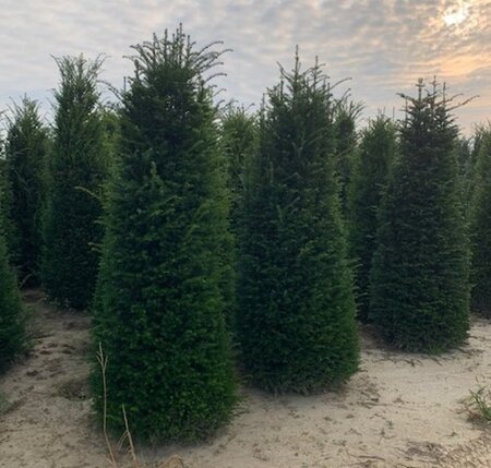 Taxus baccata 175-200 cm draadkluit - afbeelding 5