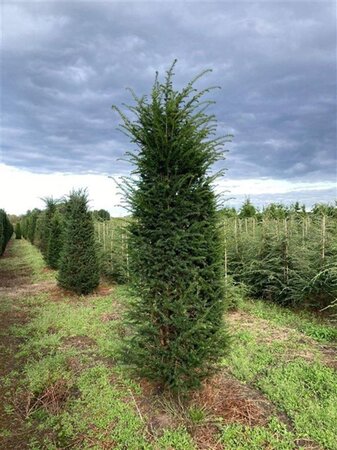Taxus baccata 200-225 cm met kluit - afbeelding 6