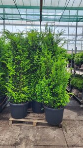 Taxus baccata 200-225 cm met kluit - afbeelding 6