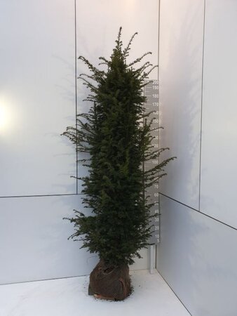 Taxus baccata 200-225 cm met kluit - afbeelding 7