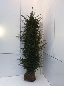 Taxus baccata 200-225 cm met kluit - afbeelding 7