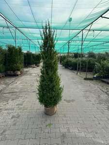 Taxus baccata 200-225 cm met kluit - afbeelding 9