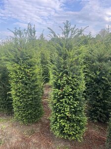 Taxus baccata 200-225 cm met kluit - afbeelding 7