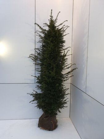 Taxus baccata 200-225 cm met kluit - afbeelding 8