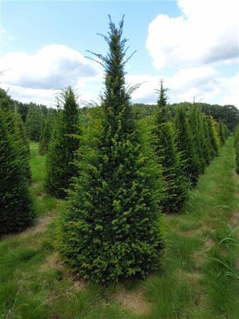 Taxus baccata 200-250 cm met kluit kegel - afbeelding 3