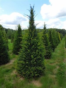 Taxus baccata 200-250 cm met kluit kegel - afbeelding 3
