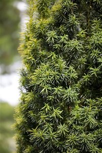Taxus baccata 225-250 cm met kluit - afbeelding 5