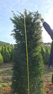 Taxus baccata 225-250 cm met kluit - afbeelding 7