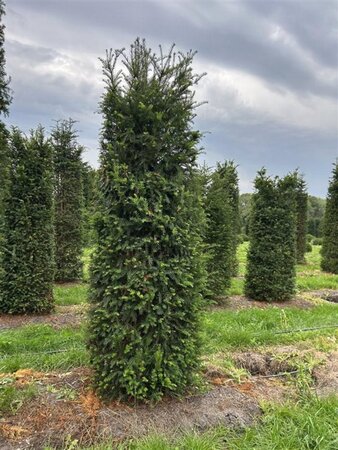 Taxus baccata 275-300 cm draadkluit - afbeelding 6