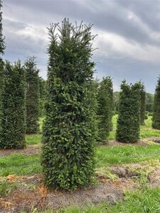 Taxus baccata 275-300 cm draadkluit - afbeelding 6
