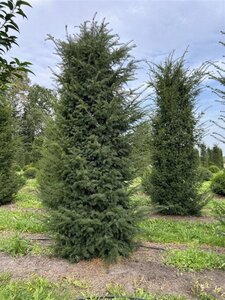 Taxus baccata 300-350 cm draadkluit solitair - afbeelding 8
