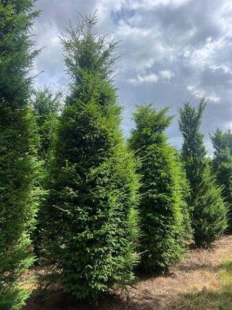 Taxus baccata 300-350 cm draadkluit solitair - afbeelding 7