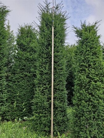 Taxus baccata 375-400 cm draadkluit - afbeelding 7