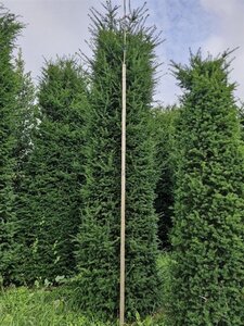 Taxus baccata 375-400 cm draadkluit - afbeelding 7