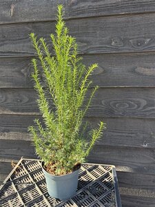 Taxus baccata 40-50 cm container - afbeelding 9