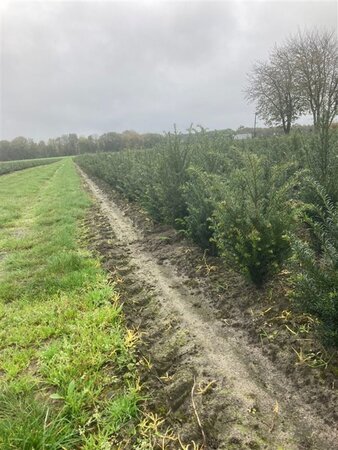 Taxus baccata 40-60 cm met kluit - afbeelding 7