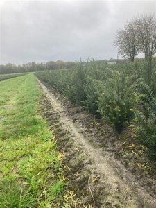 Taxus baccata 40-60 cm met kluit - afbeelding 7