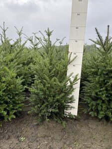 Taxus baccata 40-60 cm met kluit - afbeelding 13