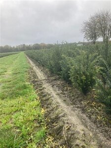 Taxus baccata 40-60 cm met kluit - afbeelding 8