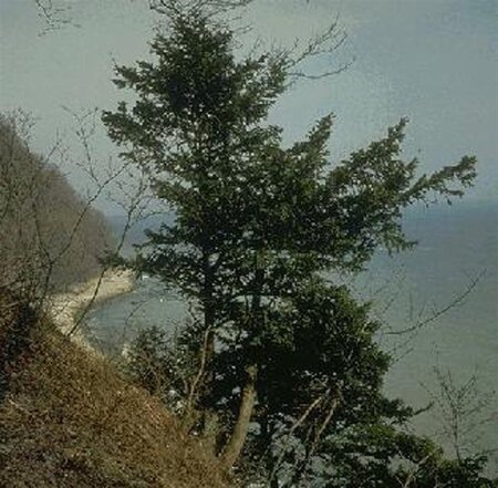 Taxus baccata 40-60 cm met kluit - afbeelding 5