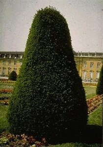 Taxus baccata 40-60 cm met kluit - afbeelding 4