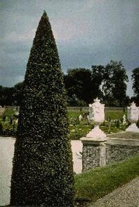 Taxus baccata 40-60 cm met kluit - afbeelding 2