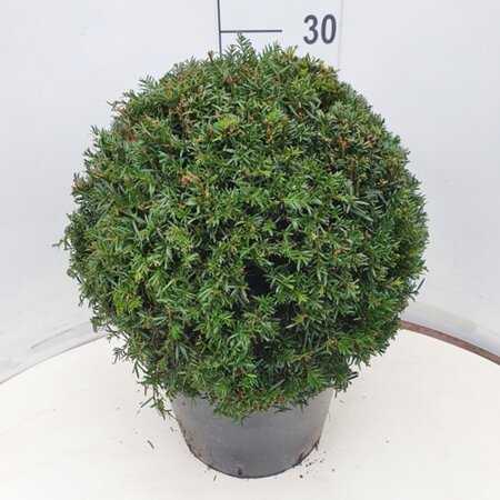 Taxus baccata 40 cm cont. 12L bol - afbeelding 6