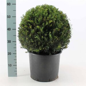 Taxus baccata 40 cm cont. 12L bol - afbeelding 6