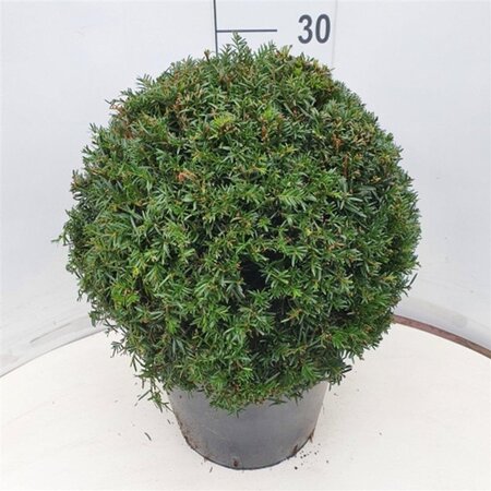 Taxus baccata 40 cm cont. 12L bol - afbeelding 7