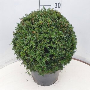 Taxus baccata 40 cm cont. 12L bol - afbeelding 7