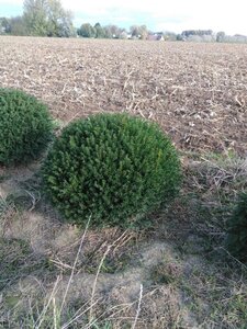 Taxus baccata 80 cm met kluit bol - afbeelding 6