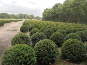 Taxus baccata 80 cm RB bulb - image 7