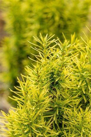Taxus baccata aurea 100-125 cm met kluit - afbeelding 2