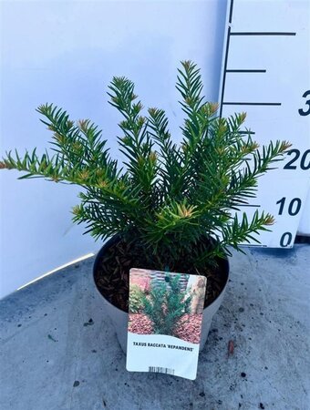 Taxus b. 'Repandens' 25-30 cm cont. 3,0L - afbeelding 1