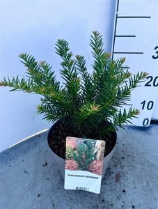 Taxus b. 'Repandens' 25-30 cm cont. 3,0L