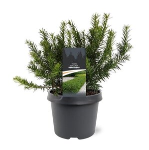 Taxus b. 'Repandens' 25-30 cm cont. 3,0L - afbeelding 2