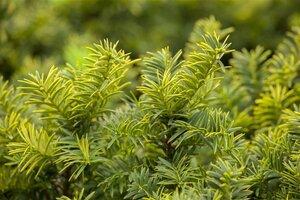 Taxus b. 'Summergold' 30-40 cm container - afbeelding 2