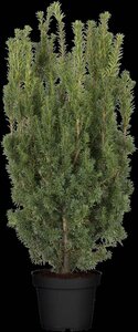 Taxus media 'Hicksii' 100-125 cm cont. 20L - afbeelding 2