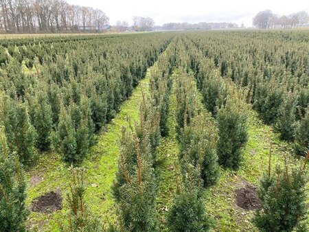 Taxus media 'Hicksii' 50-60 cm met kluit - afbeelding 4