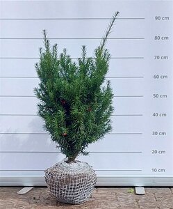 Taxus media 'Hicksii' 50-60 cm met kluit - afbeelding 4
