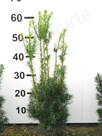 Taxus media 'Hicksii' 50-60 cm met kluit - afbeelding 8