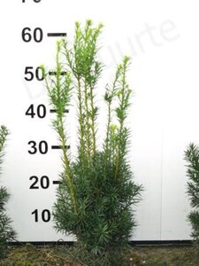 Taxus media 'Hicksii' 50-60 cm met kluit - afbeelding 8
