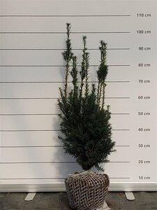 Taxus media 'Hicksii' 50-60 cm met kluit - afbeelding 3