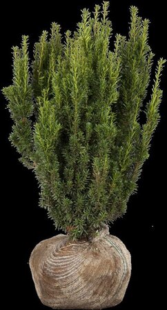 Taxus media 'Hillii' 100-125 cm met kluit - afbeelding 2