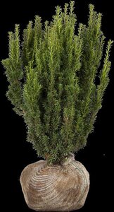 Taxus media 'Hillii' 100-125 cm met kluit - afbeelding 2