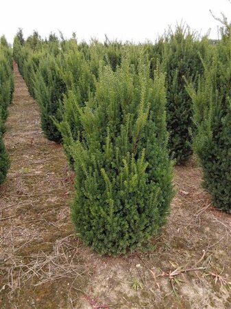 Taxus media 'Hillii' 100-125 cm met kluit - afbeelding 6