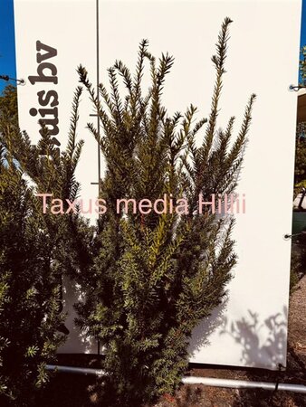Taxus media 'Hillii' 100-125 cm met kluit - afbeelding 5