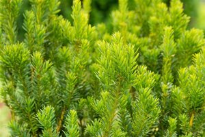 Taxus media 'Hillii' 100-125 cm met kluit - afbeelding 4